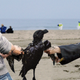 Image for article titled Desperate Americans Violently Fight Over Oil-Covered Bird